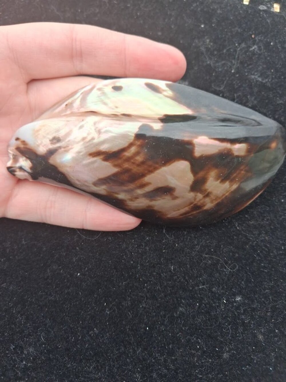 Shell Buckle